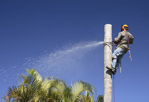 Best Palm Tree Trimming  in USA